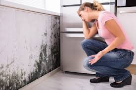 Reliable Malaga, NJ Mold Removal Solutions